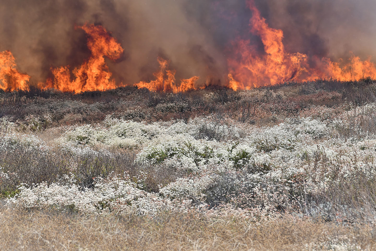 Brush fire burns 110 acres in Chino Hills; road closures in place